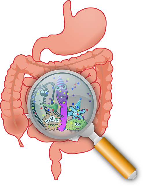 gut bacteria